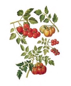 Solanum lycopersicum Tomato, Garden Tomato